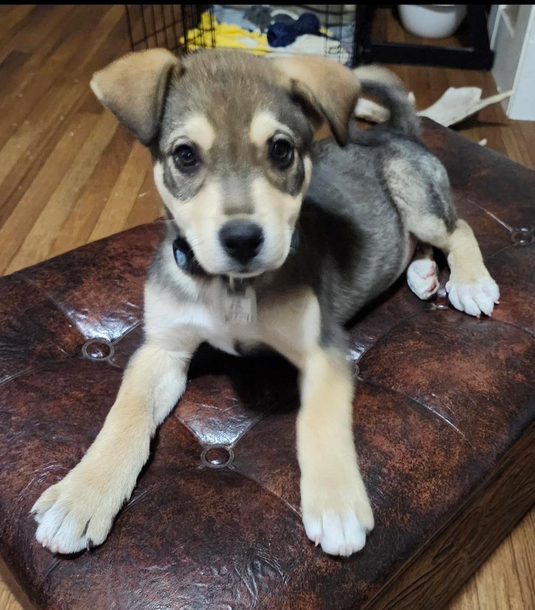 Hobbs, an adoptable Mixed Breed in Saskatoon, SK, S7H 0W2 | Photo Image 2