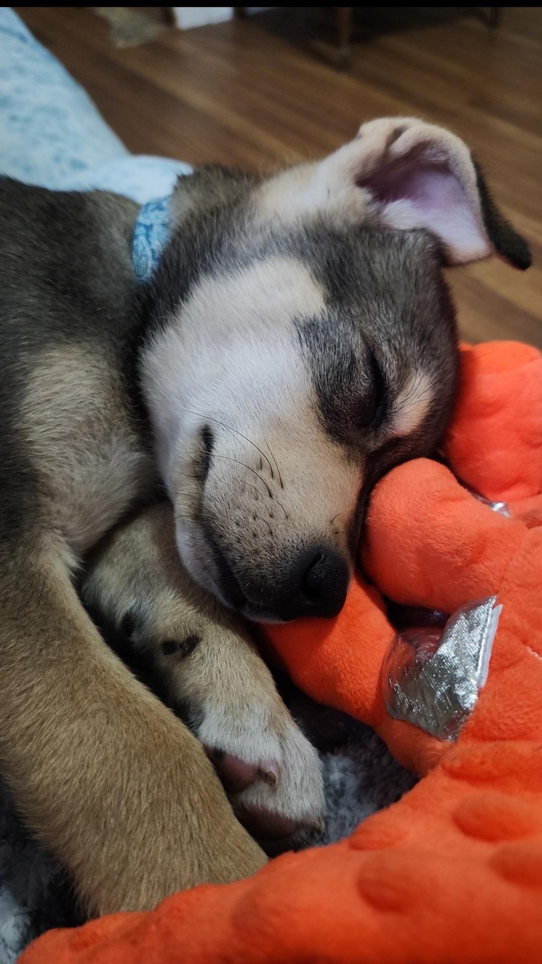 Hobbs, an adoptable Mixed Breed in Saskatoon, SK, S7H 0W2 | Photo Image 4