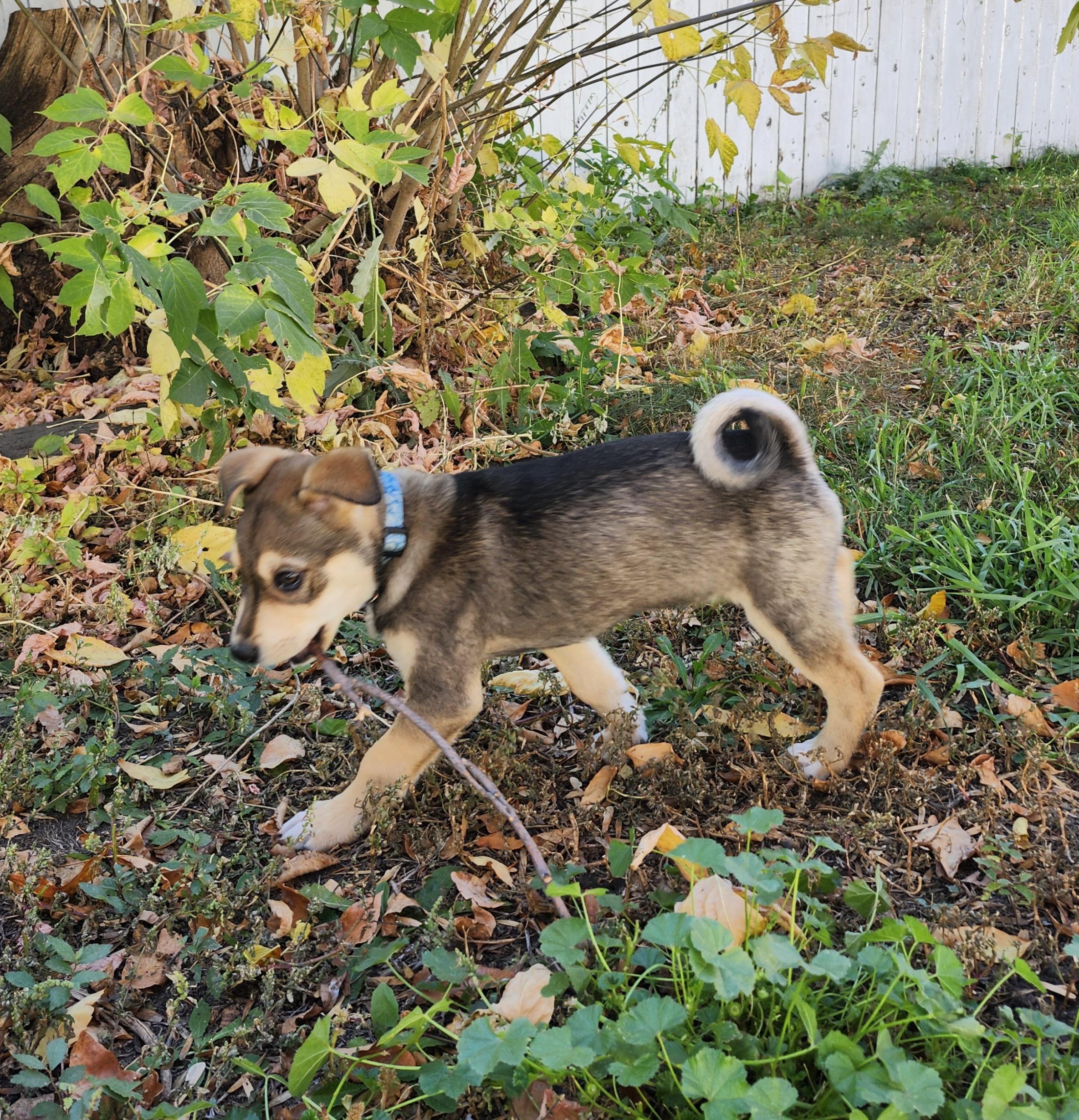 Hobbs, an adoptable Mixed Breed in Saskatoon, SK, S7H 0W2 | Photo Image 5