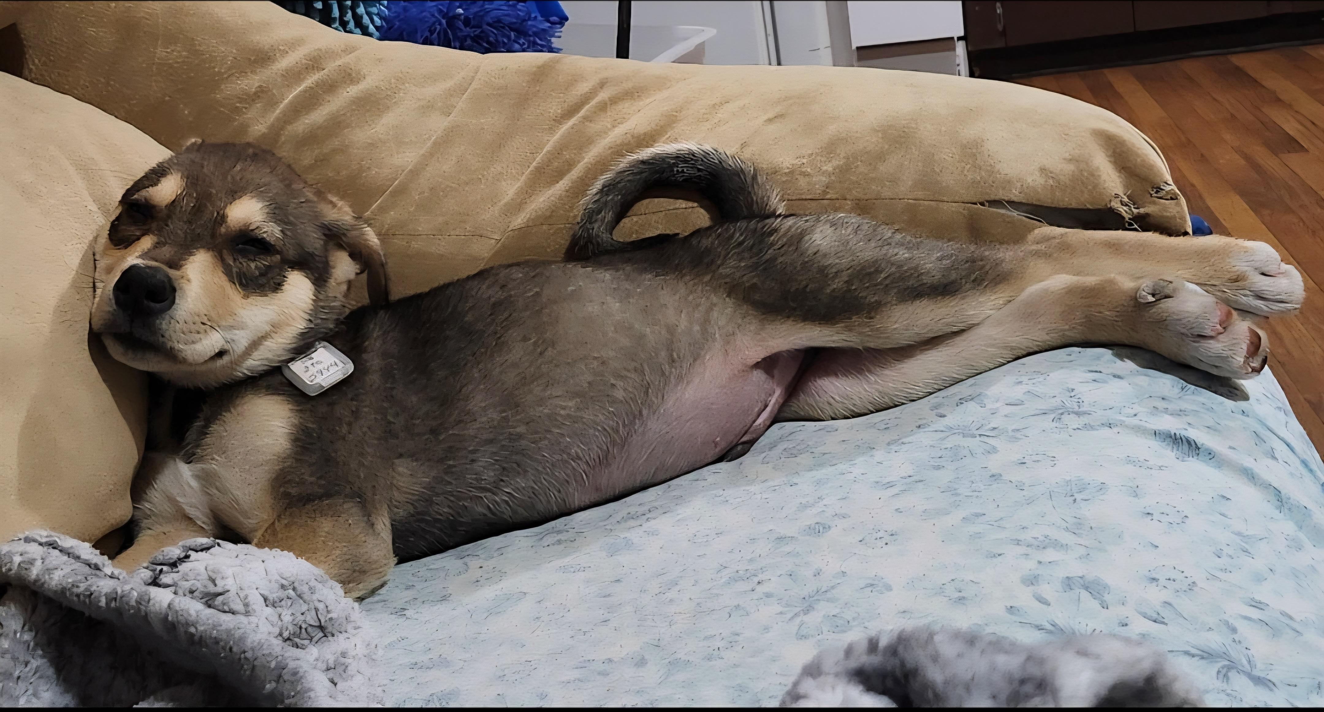 Hobbs, an adoptable Mixed Breed in Saskatoon, SK, S7H 0W2 | Photo Image 6