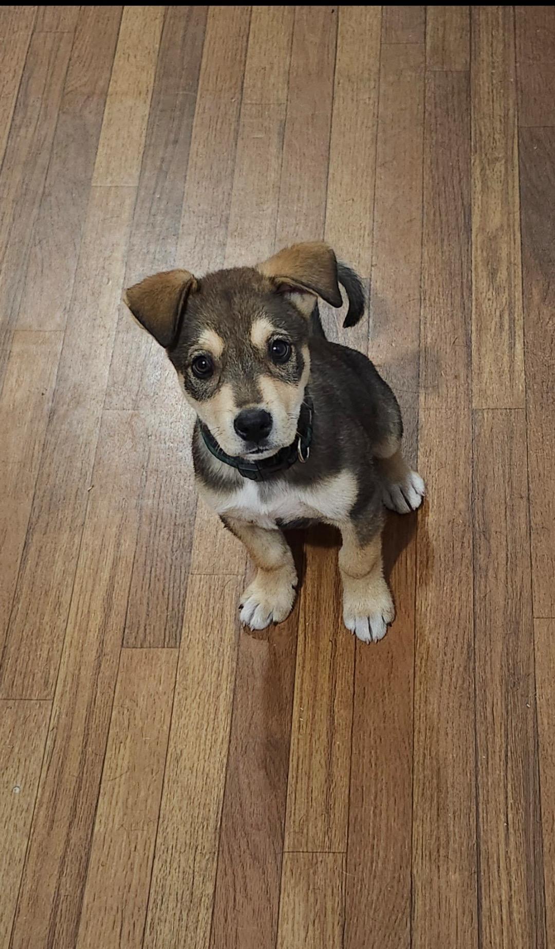 Hobbs, an adoptable Mixed Breed in Saskatoon, SK, S7H 0W2 | Photo Image 3