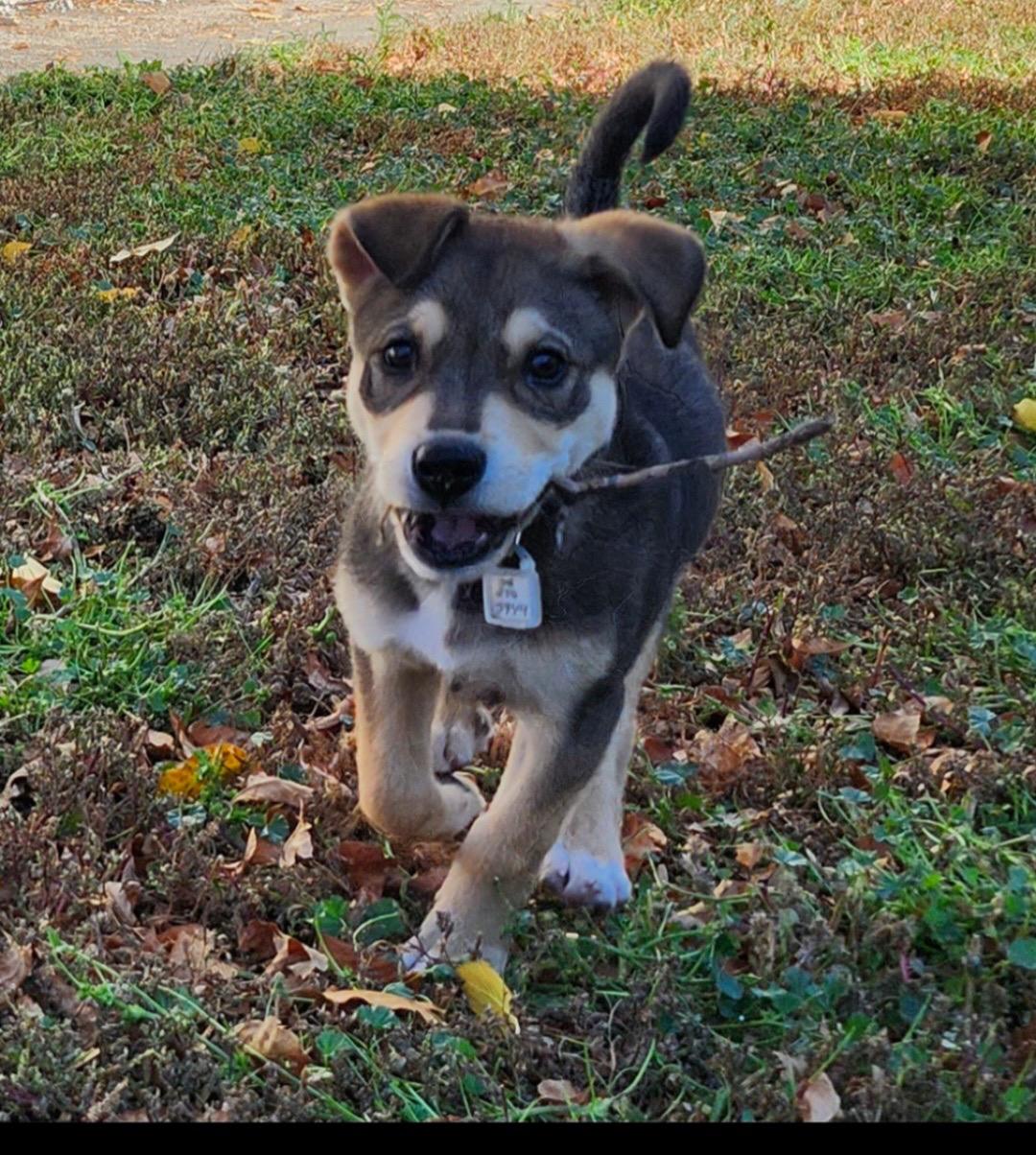 Hobbs, an adoptable Mixed Breed in Saskatoon, SK, S7H 0W2 | Photo Image 1
