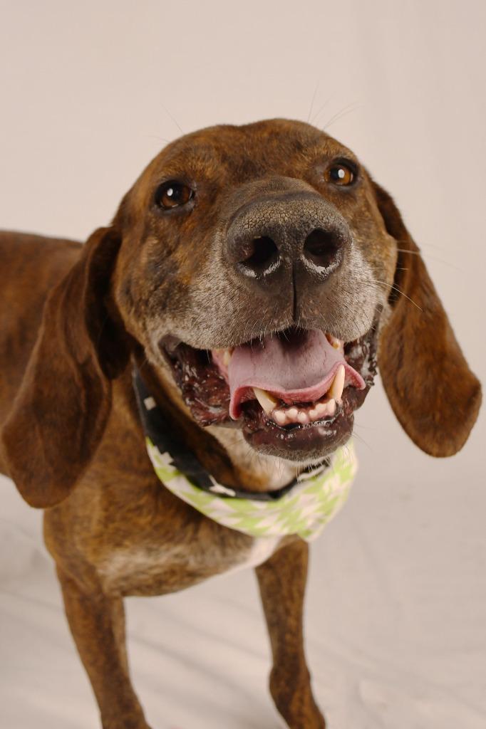 Ace is the Place, Adoptable, Adult Male Hound.