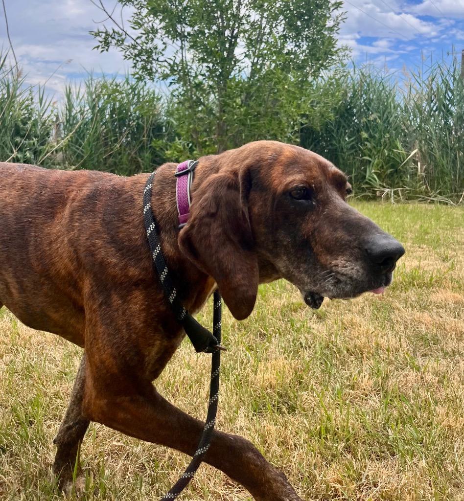 Ace is the Place, a Adoptable mixed breed in Logan, UT image 2/4