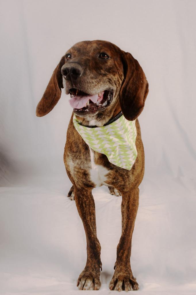 Ace is the Place, a Adoptable mixed breed in Logan, UT image 3/4