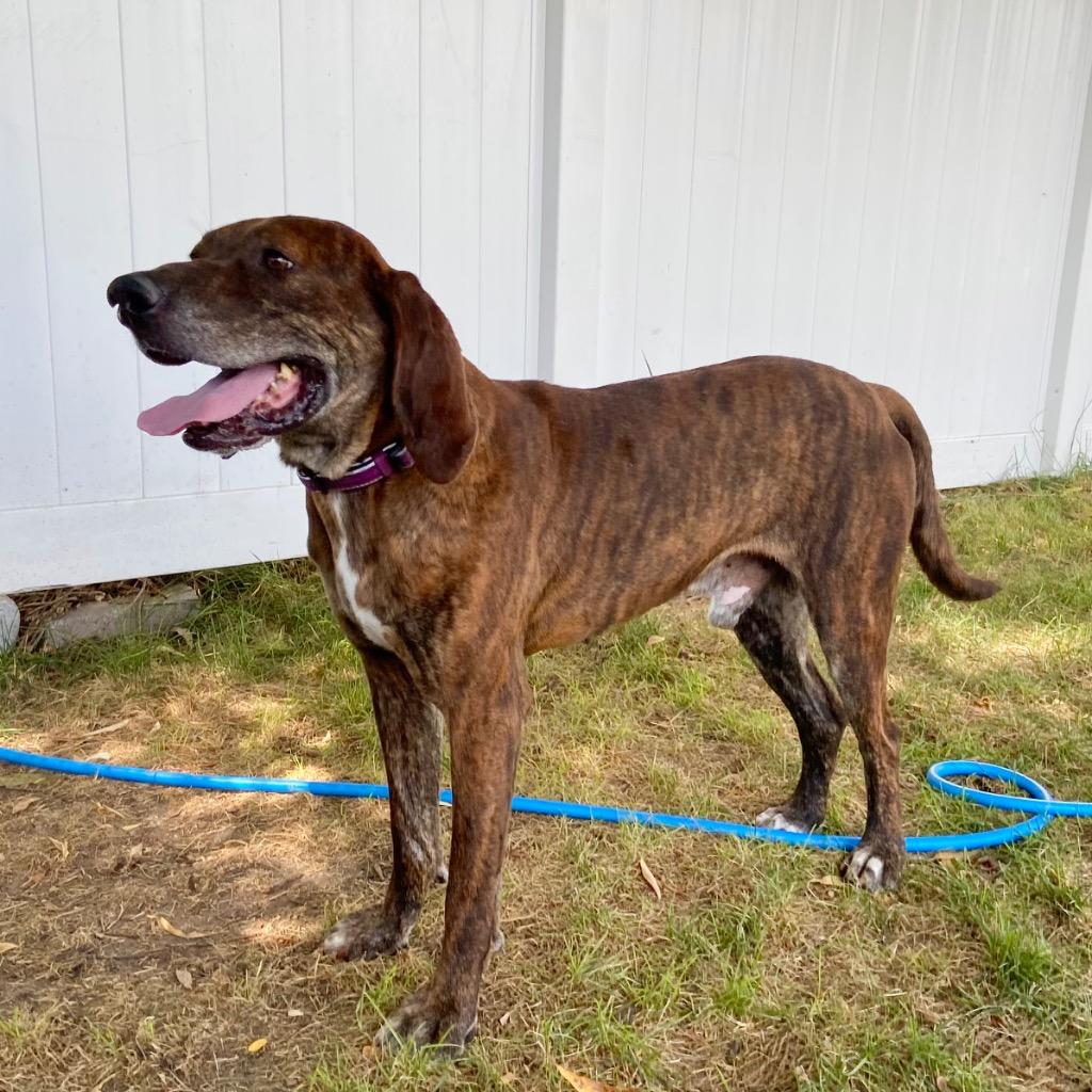 Ace is the Place, a Adoptable mixed breed in Logan, UT image 4/4