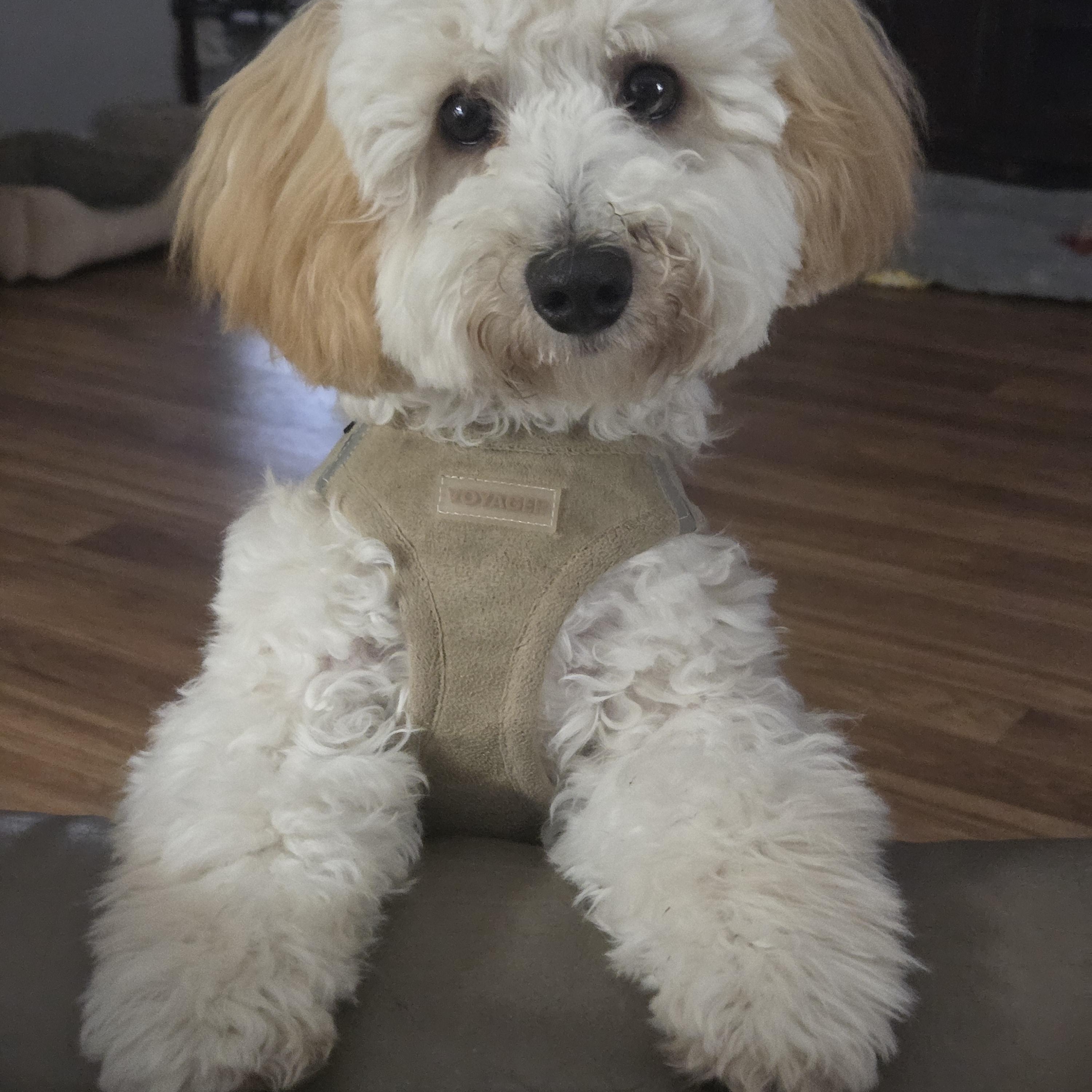 Teddy, Adoptable, Puppy Male Maltese & Poodle.