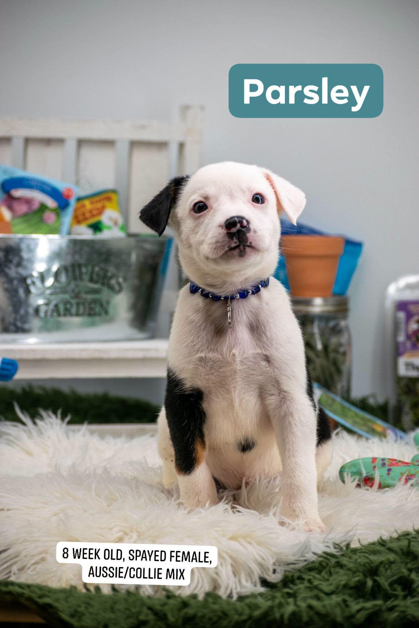 Parsley, adopted, Puppy Female Border Collie & Australian Shepherd.
