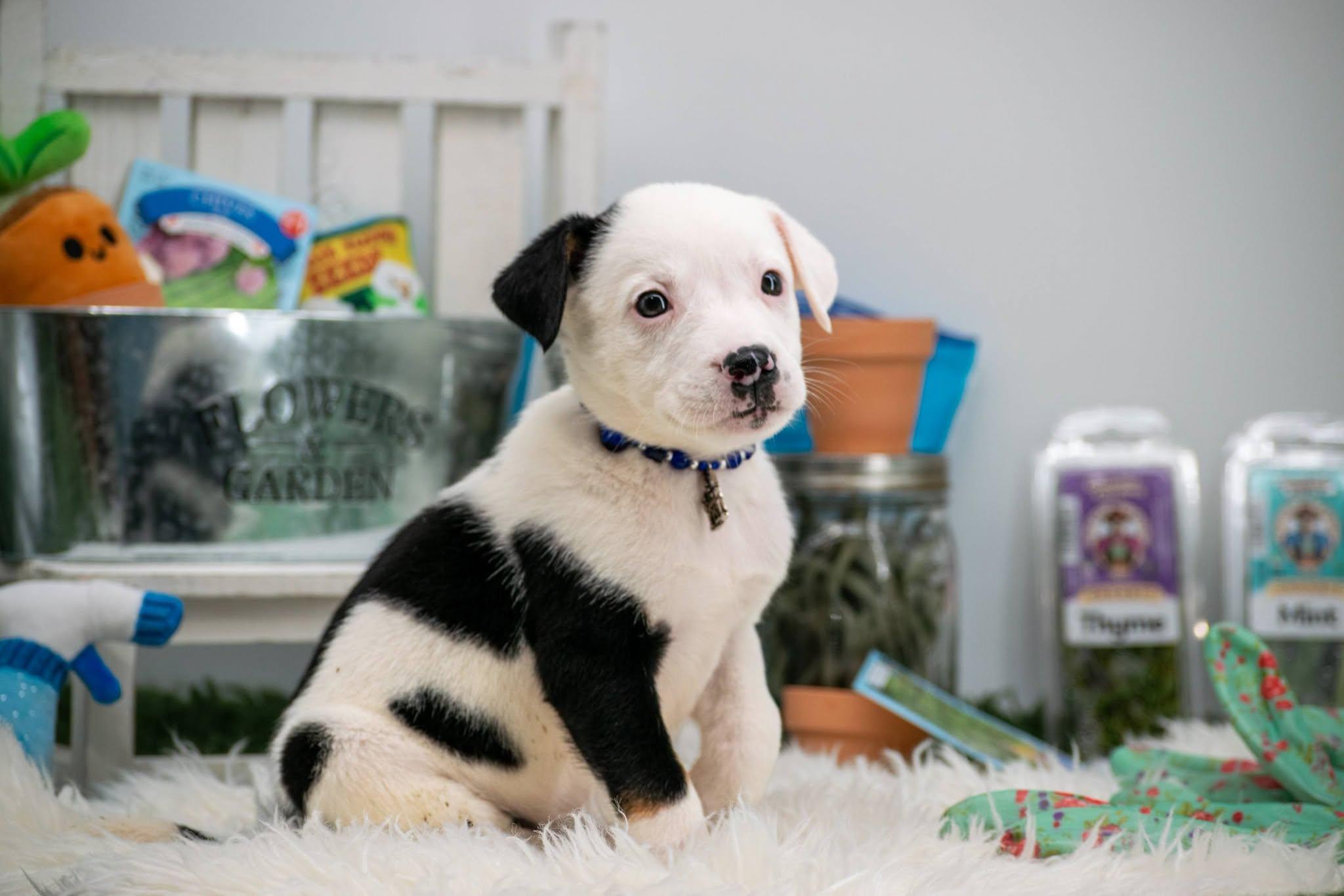 Enlarge Parsley, an adopted mixed breed in Sevierville, TN image 2/4