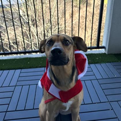 Harley, Adoptable, Adult Female Hound & Mixed Breed.