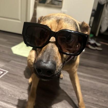 Enlarge Harley, a Adoptable mixed breed in Atlanta, GA image 2/3