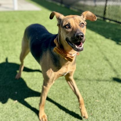 Enlarge Harley, a Adoptable mixed breed in Atlanta, GA image 3/3