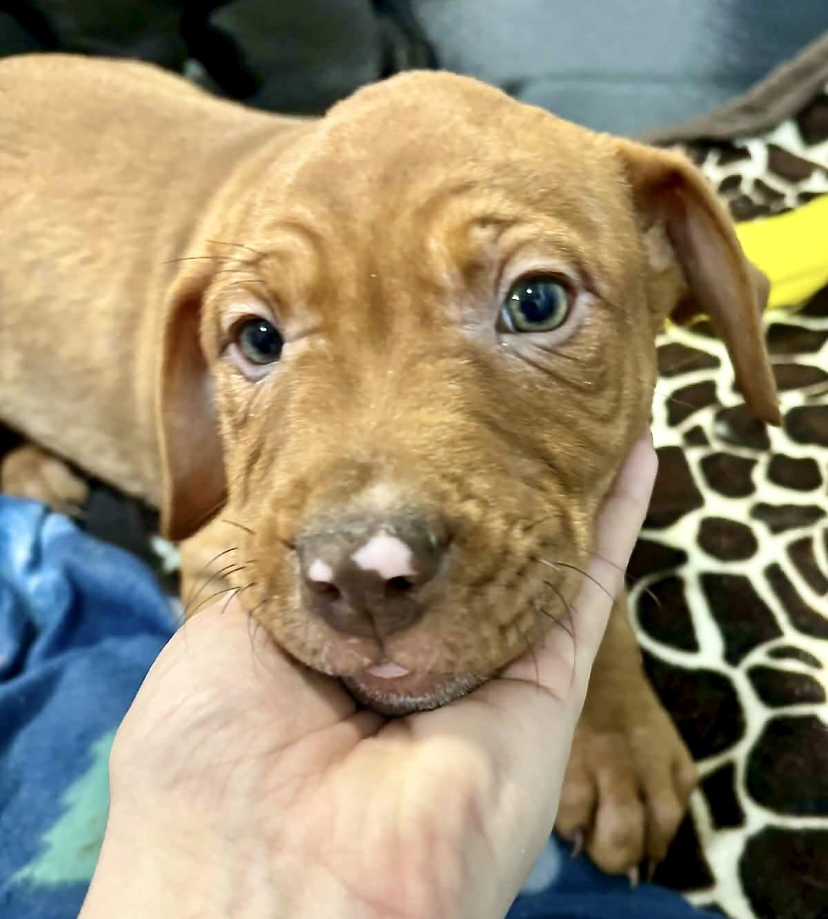 Enlarge Paprika, a ADOPTABLE mixed breed in Fulton, NY image 3/5