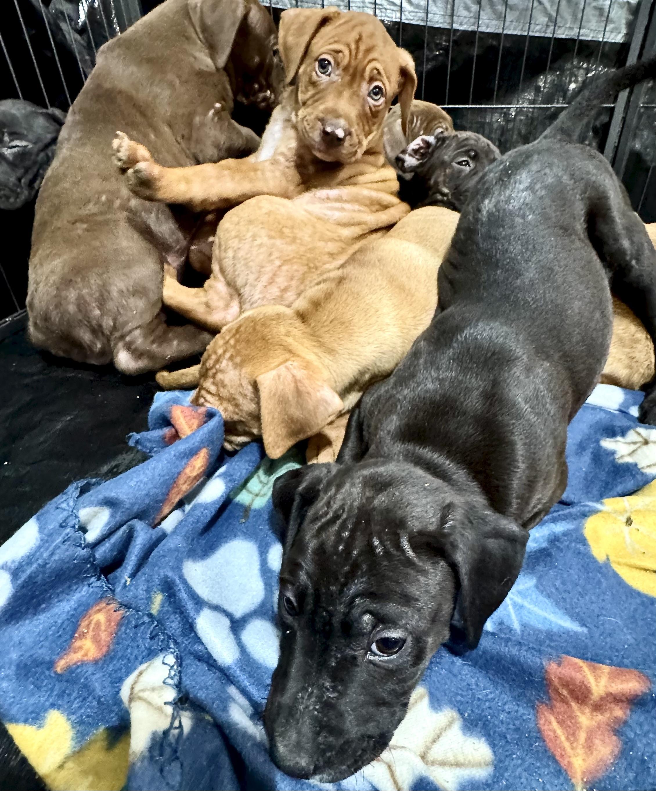 Enlarge Paprika, a ADOPTABLE mixed breed in Fulton, NY image 2/5