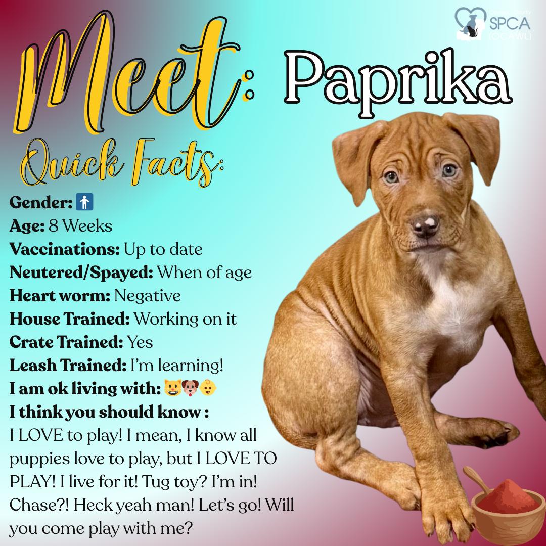 Paprika, ADOPTABLE, Puppy Male Labrador Retriever.