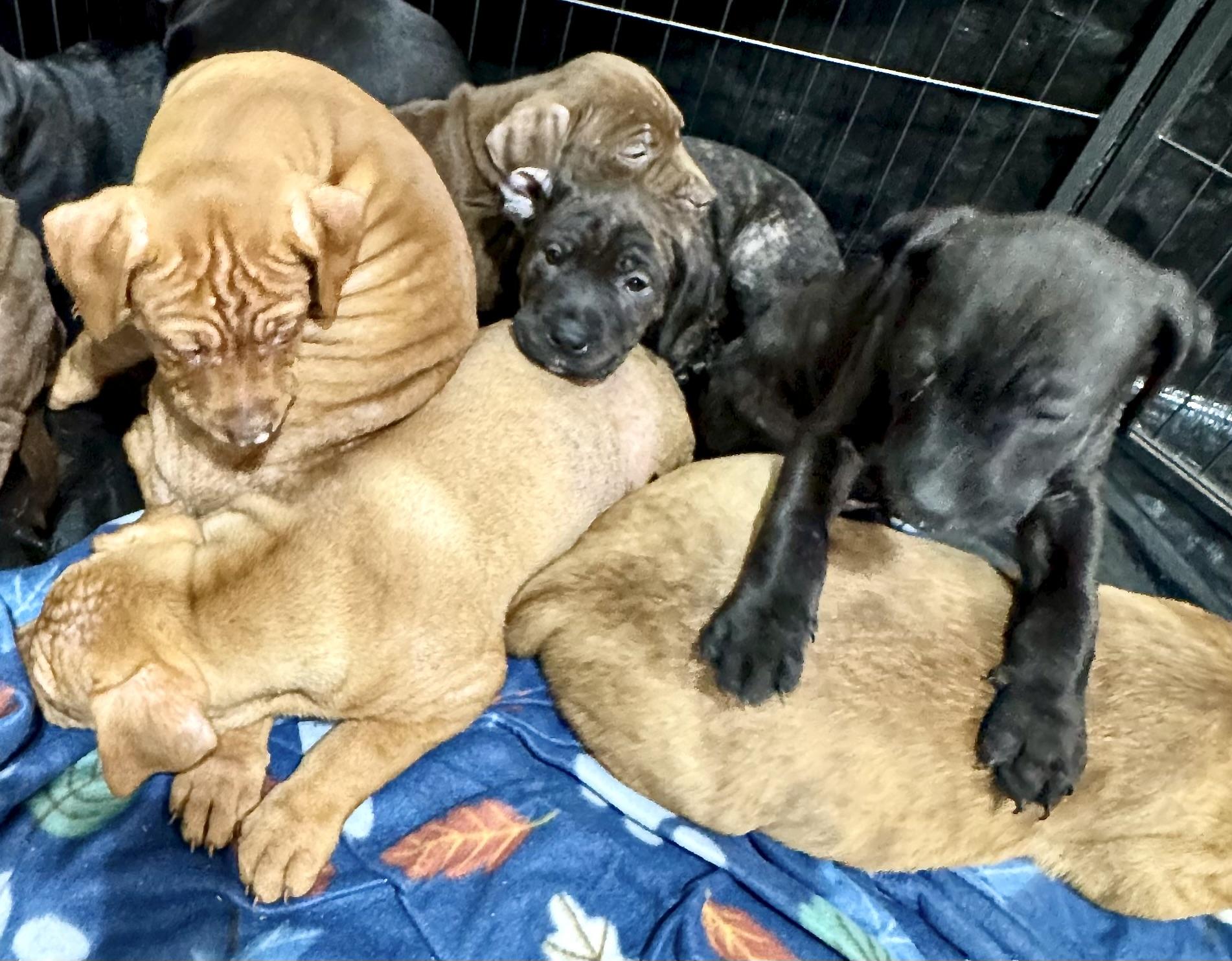 Enlarge Paprika, a ADOPTABLE mixed breed in Fulton, NY image 5/5