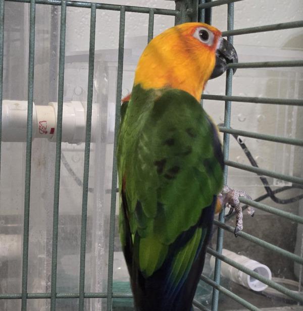 Enlarge Sunshine, a Adoptable Conure in Elizabeth, CO image 1/1