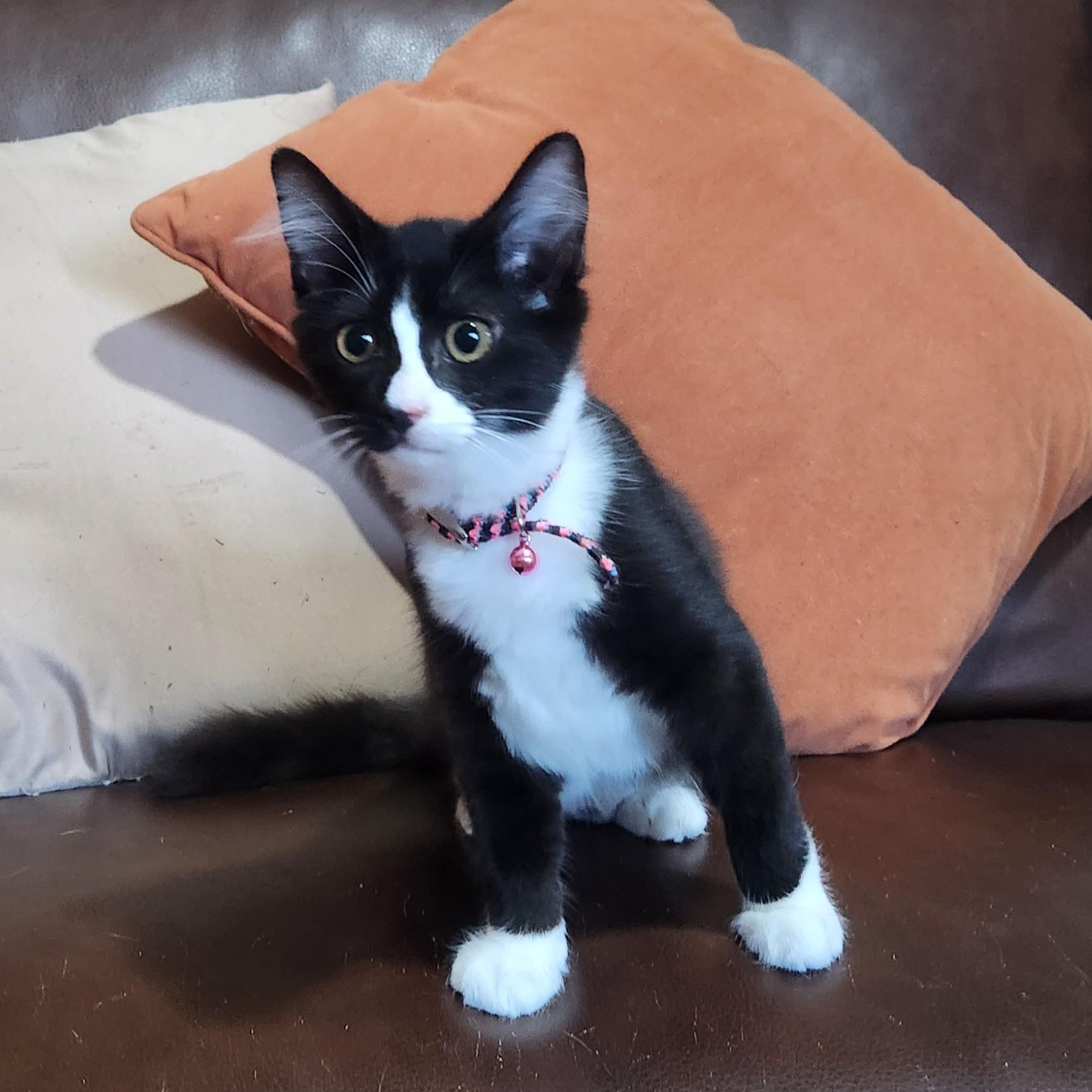 Piccola (long-haired tuxedo), adopted, Kitten Female Domestic Medium Hair.