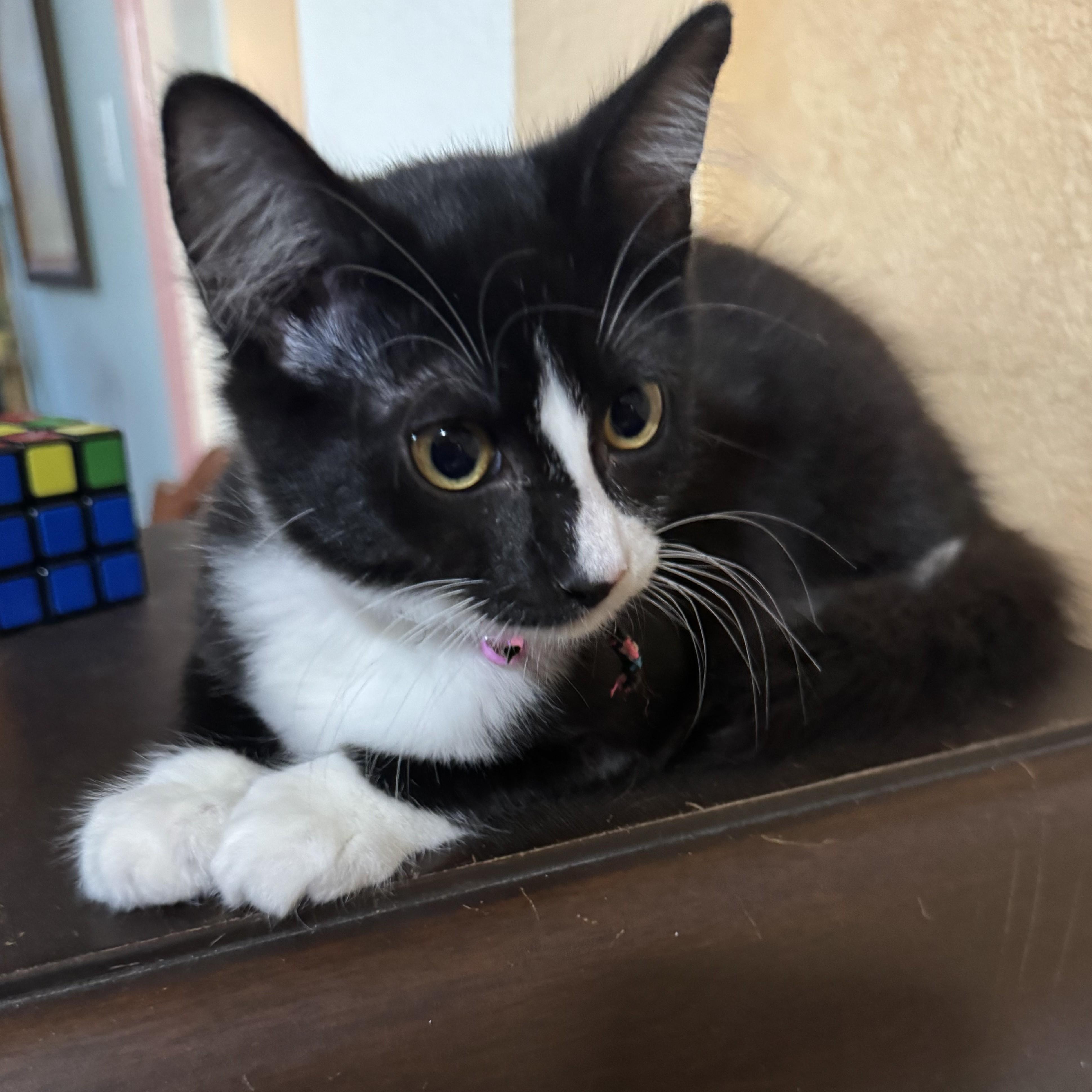 Enlarge Piccola (long-haired tuxedo), an adopted Domestic Medium Hair in Allen, TX image 2/6
