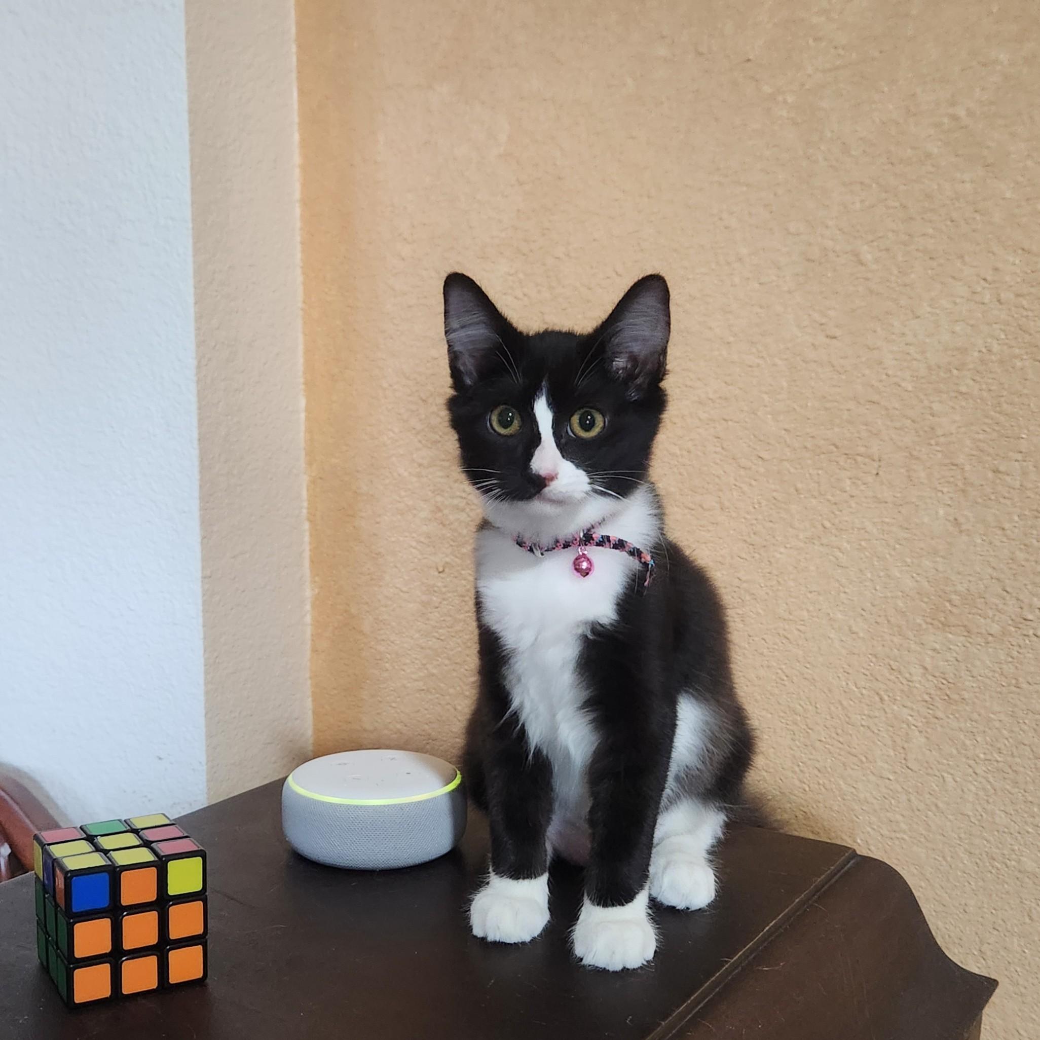 Enlarge Piccola (long-haired tuxedo), an adopted Domestic Medium Hair in Allen, TX image 5/6