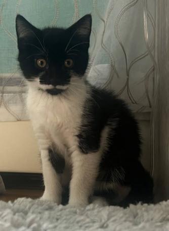 Piglet Ames, adopt with Eeyore, Adoptable, Kitten Female Domestic Short Hair & Domestic Short Hair.
