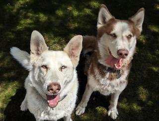 Chimuelo, a Adoptable mixed breed in Stanford, CA image 1/2