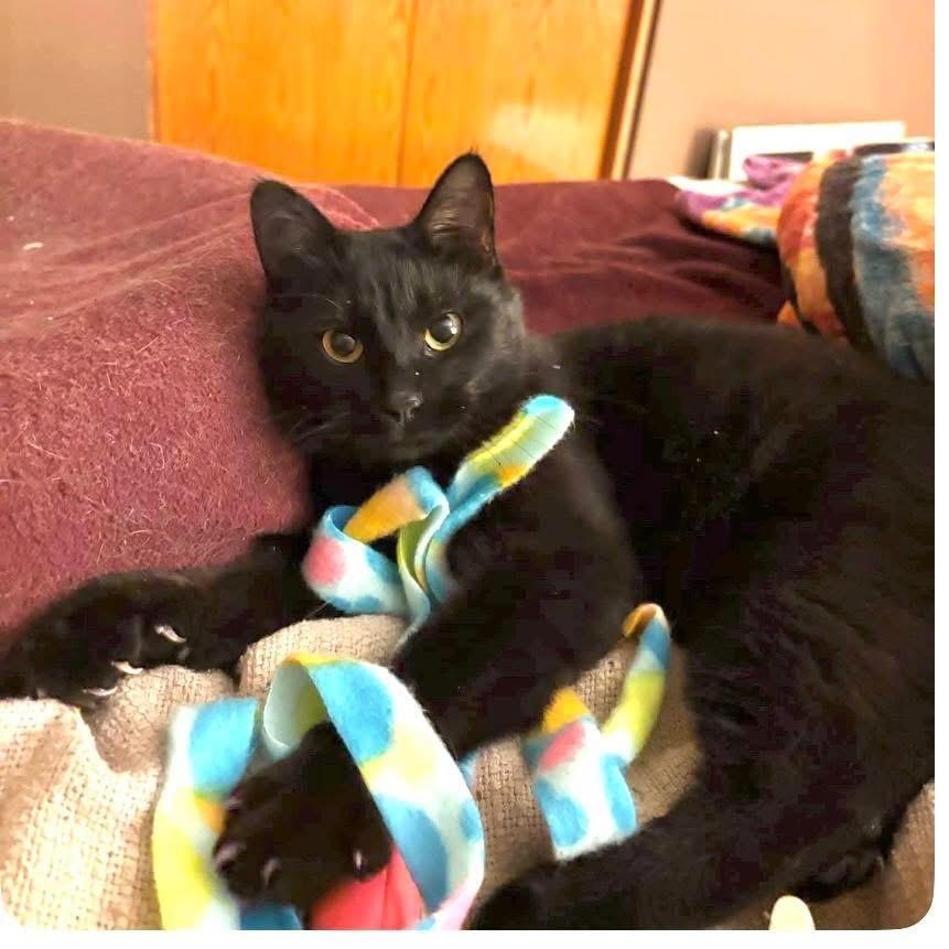 Sophia, a ADOPTABLE Domestic Short Hair in Crystal, MN image 1/4