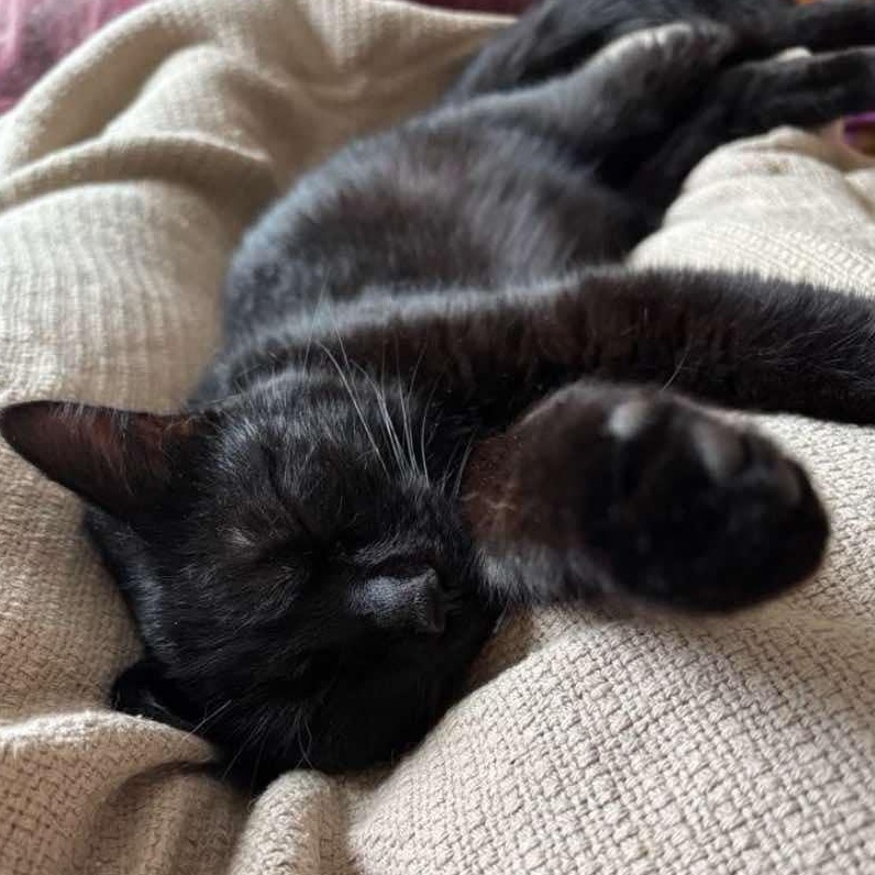 Sophia, a ADOPTABLE Domestic Short Hair in Crystal, MN image 2/4