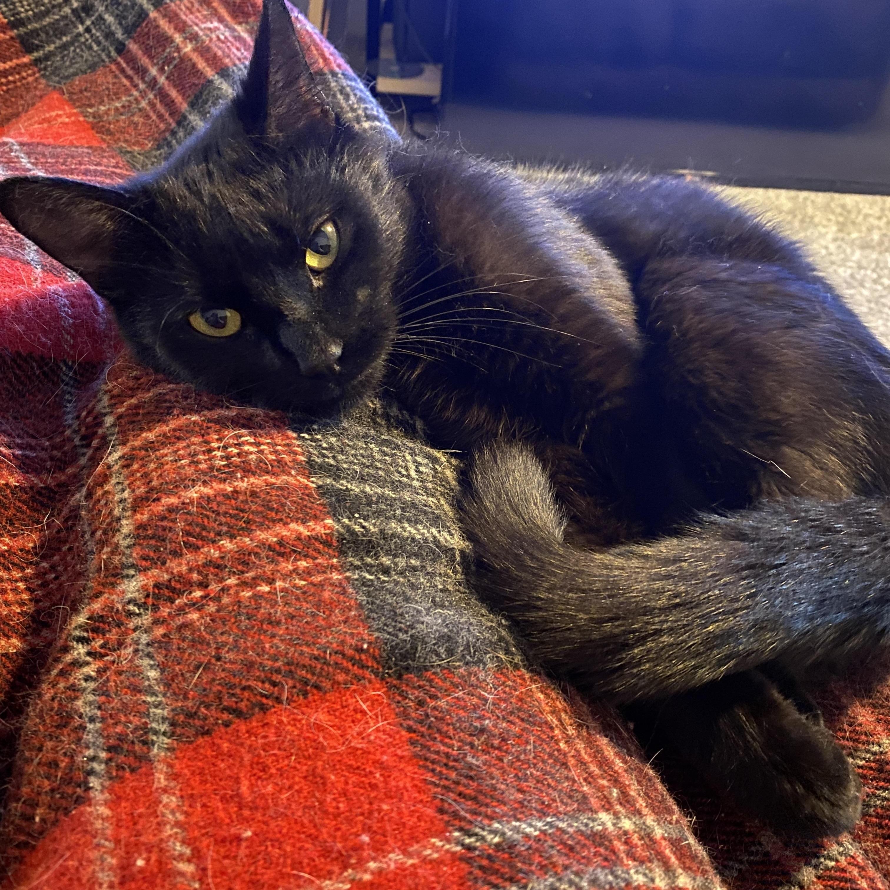 Sophia, a ADOPTABLE Domestic Short Hair in Crystal, MN image 3/4