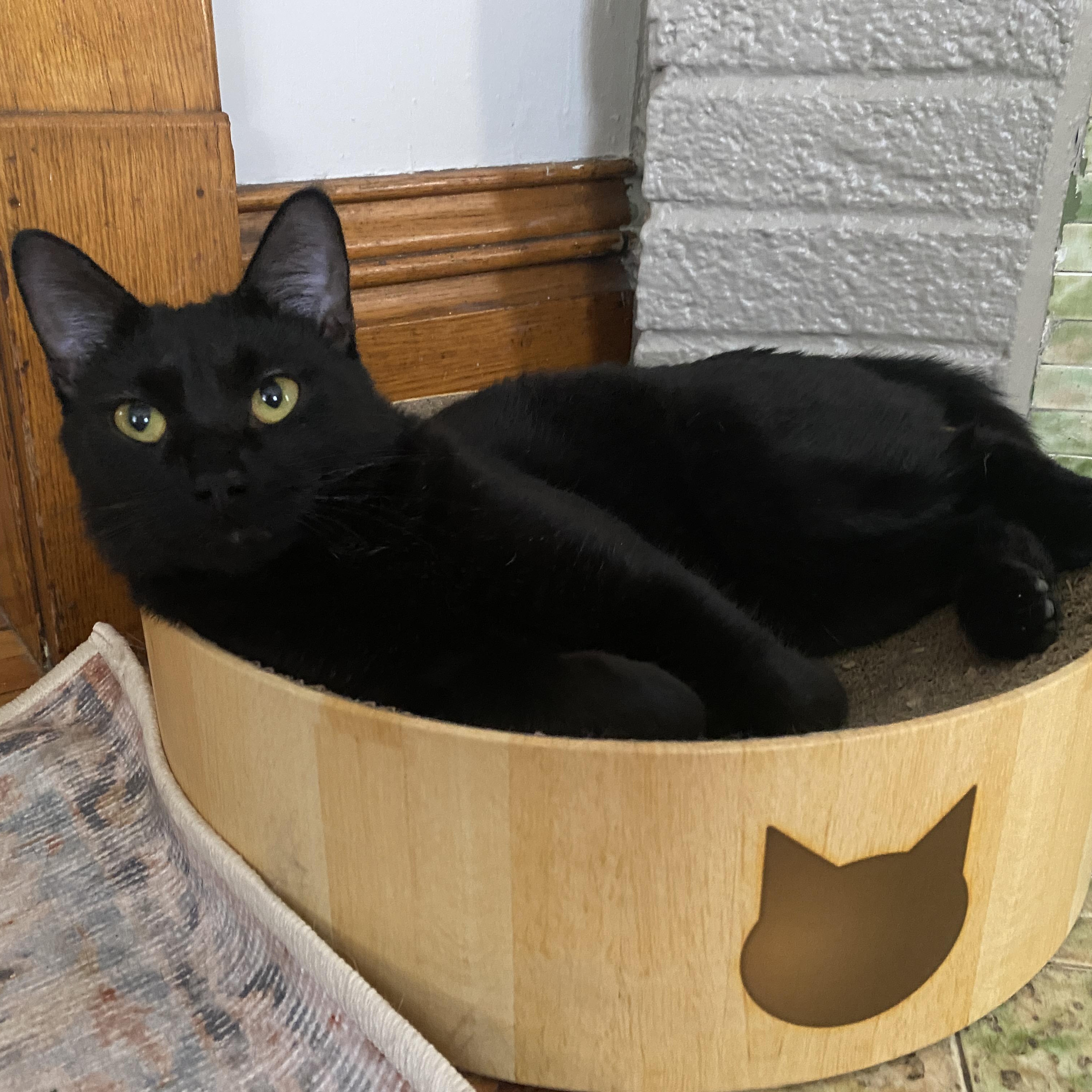 Sophia, ADOPTABLE, Young Female Domestic Short Hair.