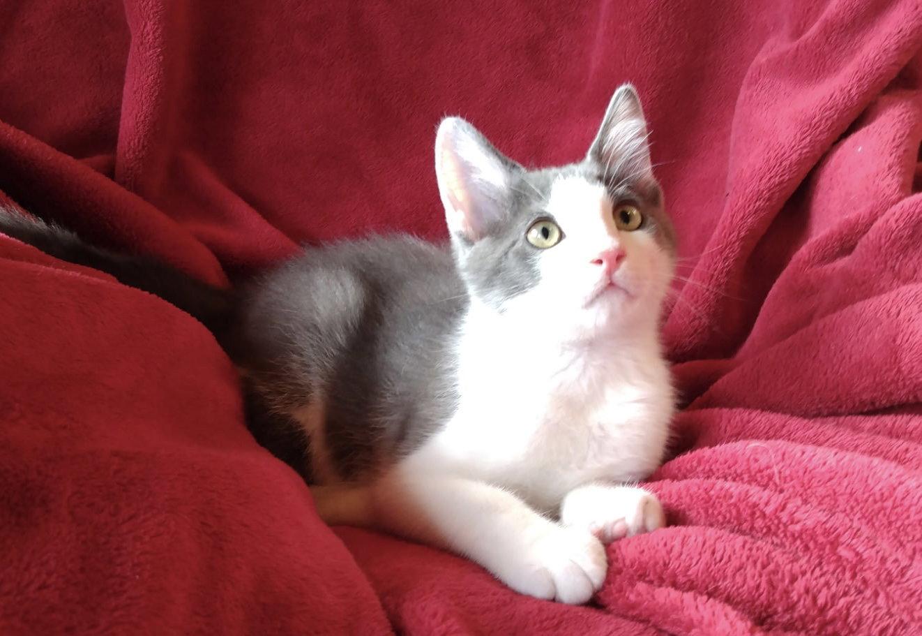 Kix, Adoptable, Kitten Male Domestic Short Hair.