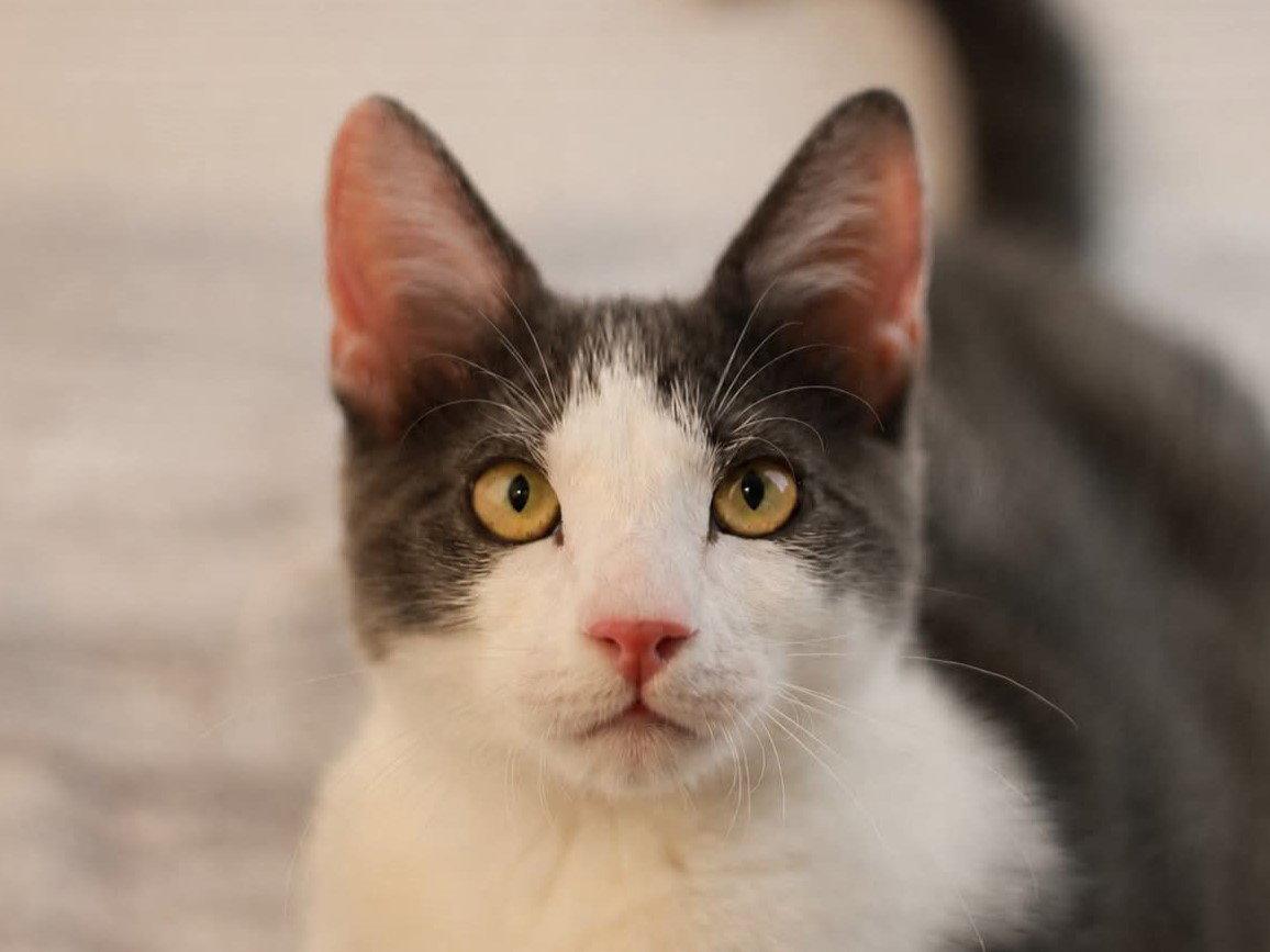 Kix - MEET ME @ PETCO 7/11!, Adoptable, Young Male Domestic Short Hair.