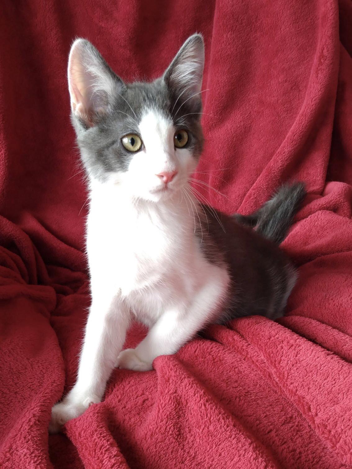 Enlarge Kix, a Adoptable Domestic Short Hair in Cookeville, TN image 2/3