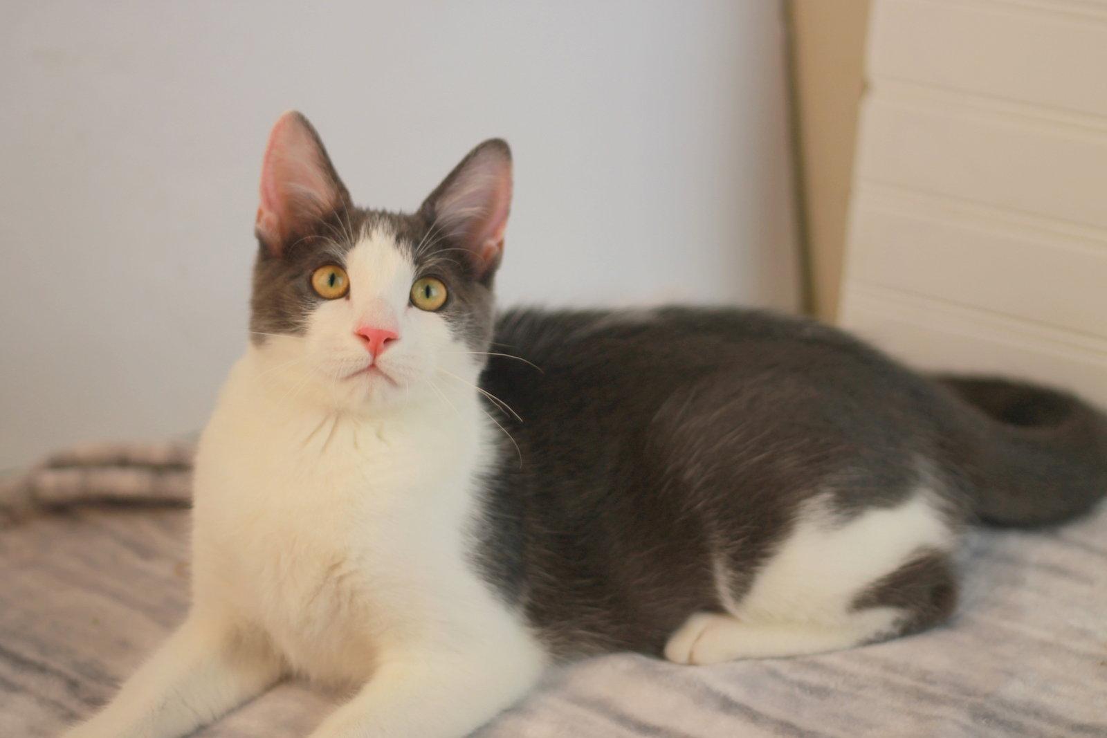 Enlarge Kix - MEET ME @ PETCO 7/11!, a Adoptable Domestic Short Hair in Cookeville, TN image 2/3
