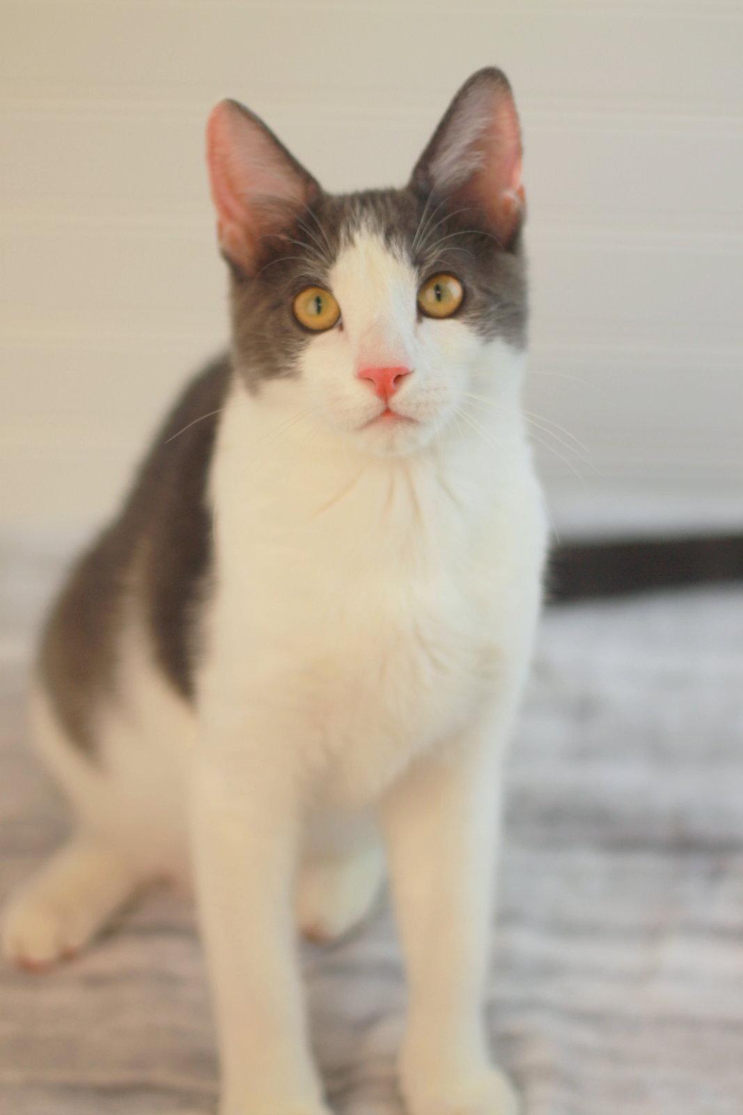 Enlarge Kix - MEET ME @ PETCO 7/11!, a Adoptable Domestic Short Hair in Cookeville, TN image 3/3