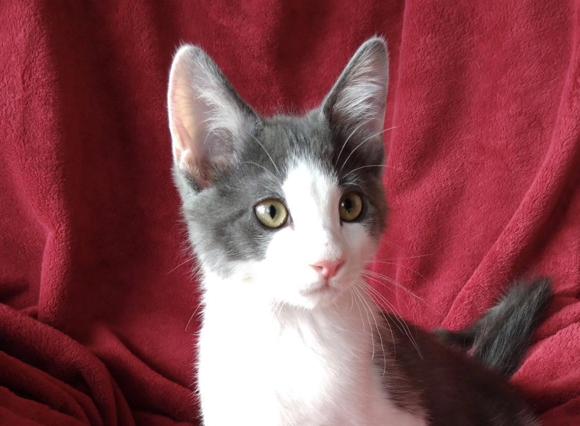Enlarge Kix, a Adoptable Domestic Short Hair in Cookeville, TN image 3/3