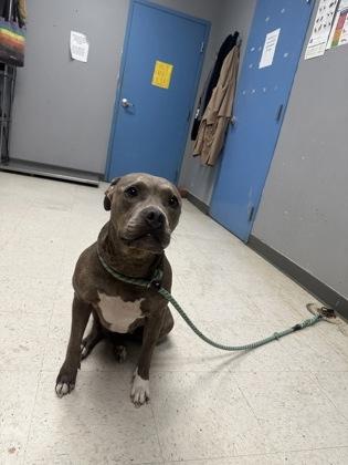 Yeti, Adoptable, Adult Female Pit Bull Terrier & Mixed Breed.
