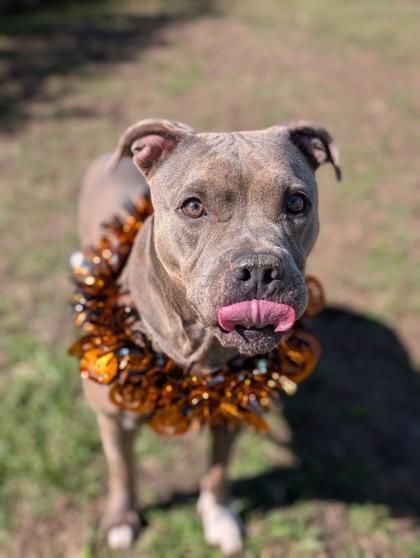Enlarge Yeti, a Adoptable mixed breed in Gulfport, MS image 2/2