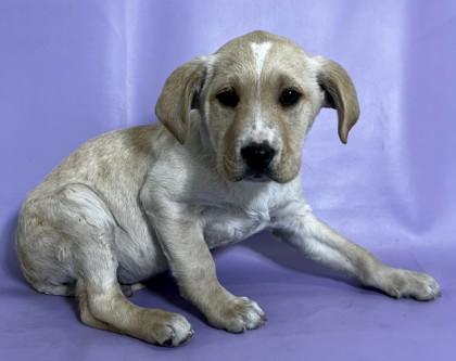 Wayne — thumbnail 3