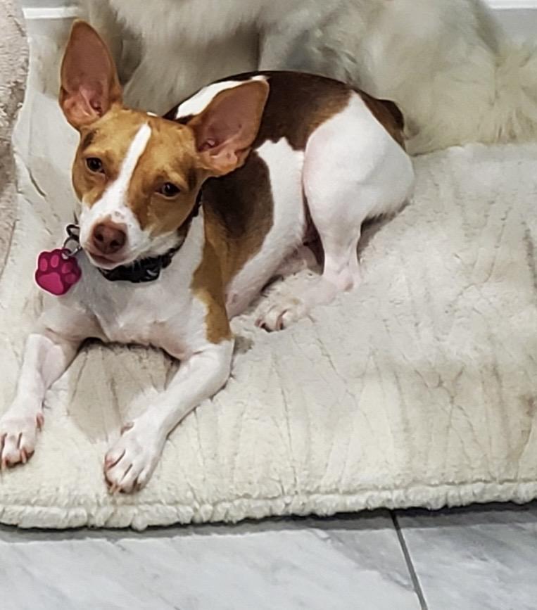 Enlarge Cricket , a ADOPTABLE Rat Terrier in Adams, NE image 1/2