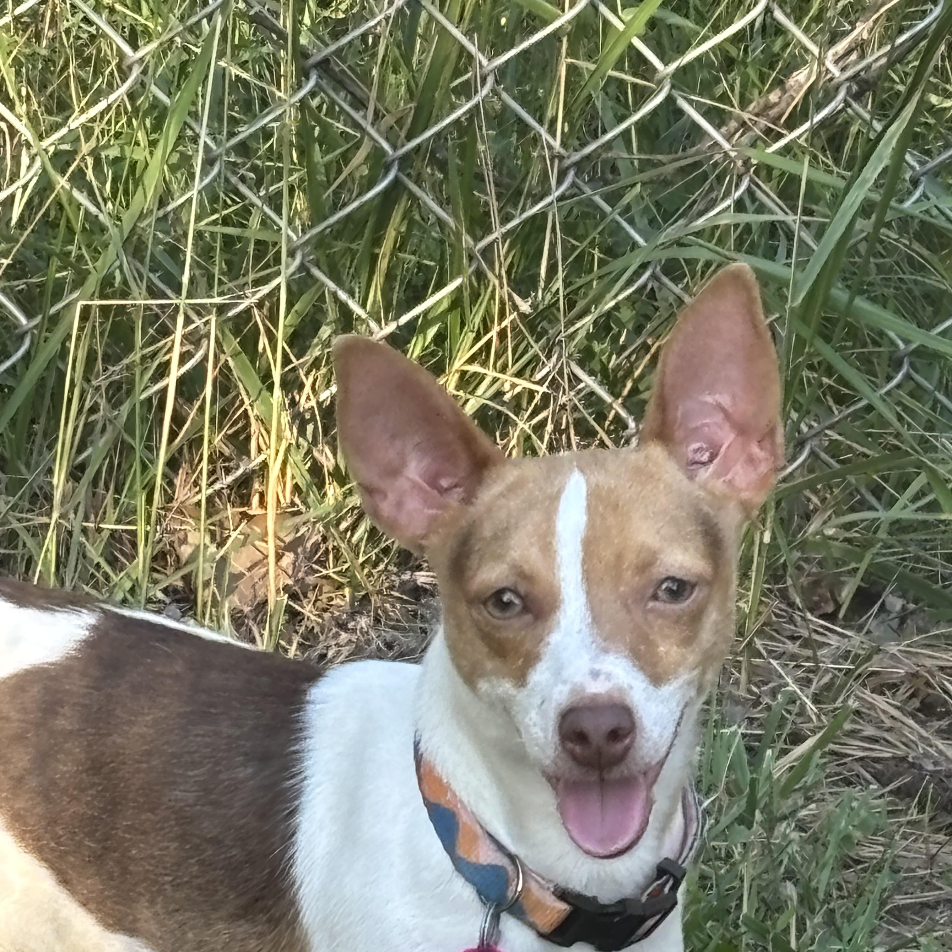 Enlarge Cricket , a ADOPTABLE Rat Terrier in Adams, NE image 2/2
