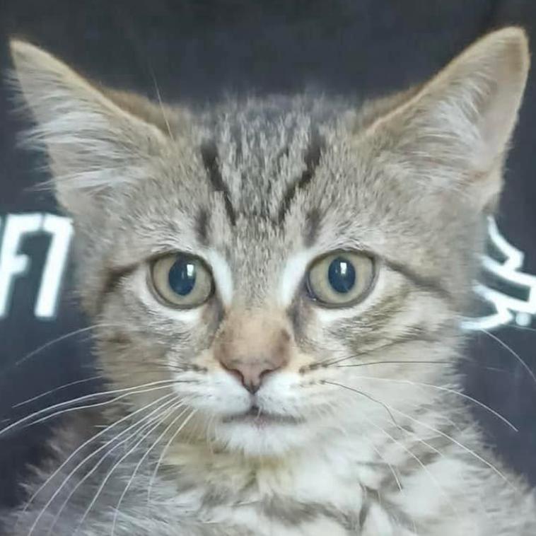 Daizy, Adoptable, Kitten Female Domestic Short Hair.