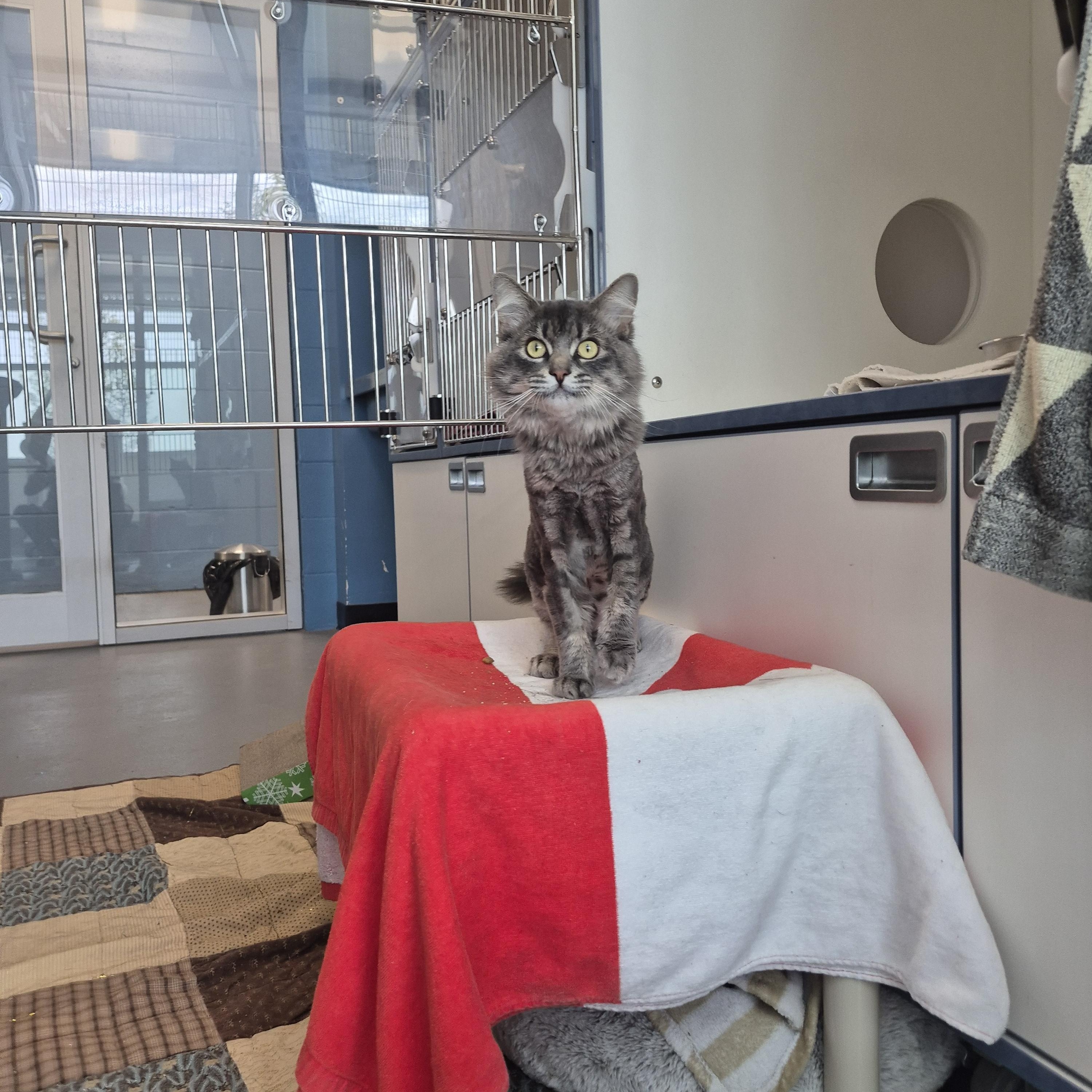 Samuel, Adoptable, Adult Male Domestic Medium Hair.