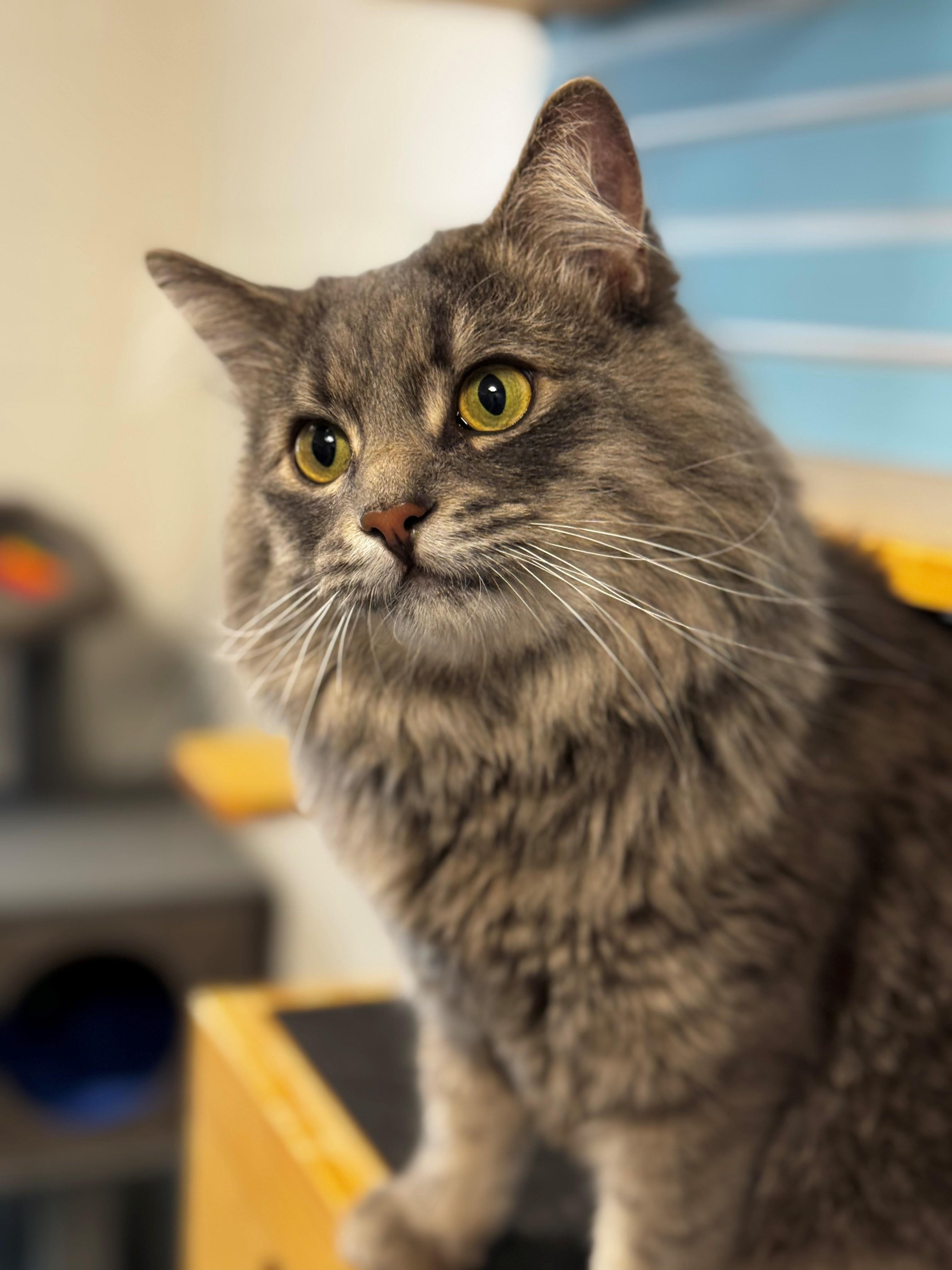 Samuel, Adoptable, Adult Male Domestic Medium Hair.