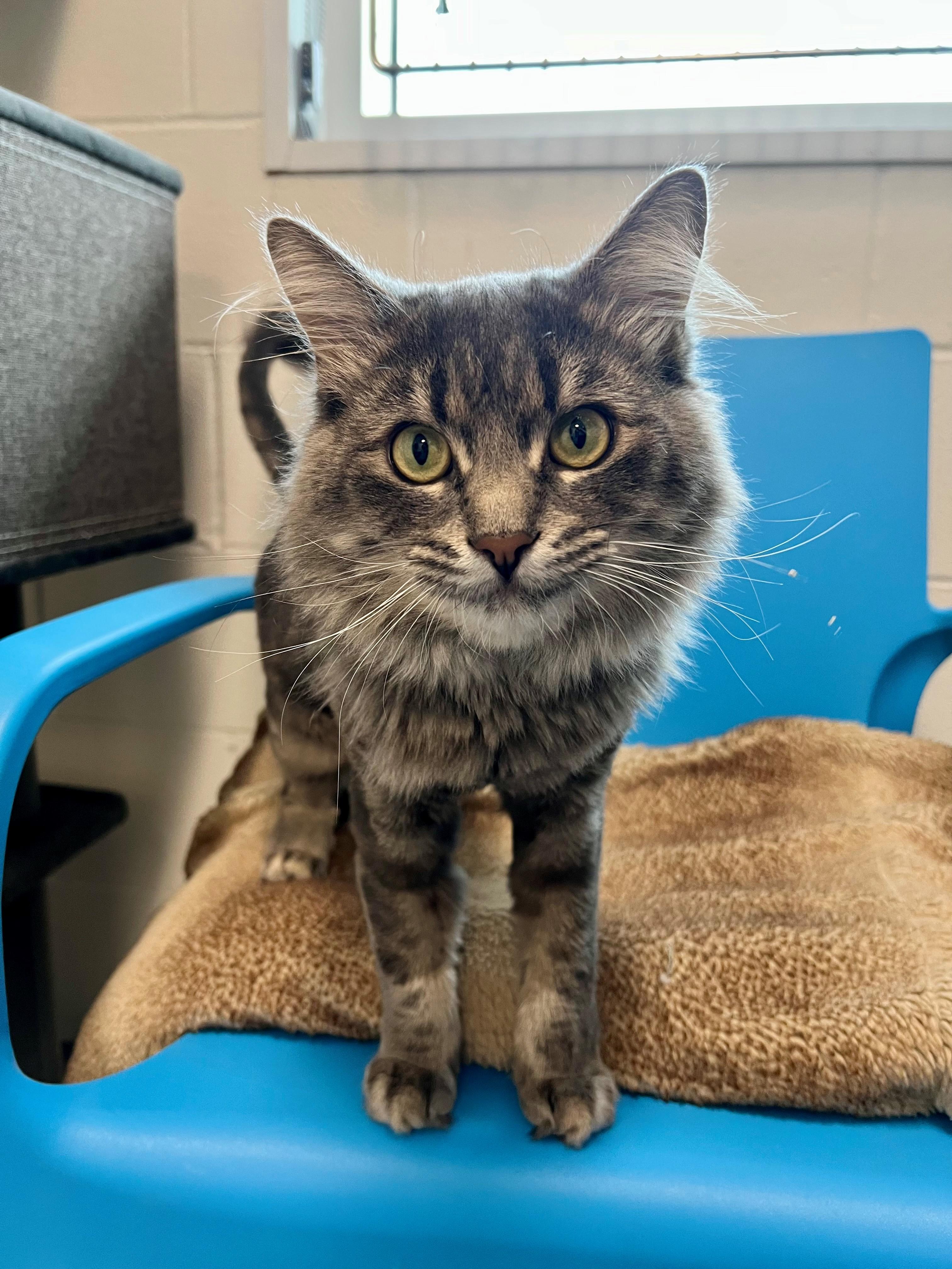 Samuel, a Adoptable mixed breed in New Westminster, BC image 3/3