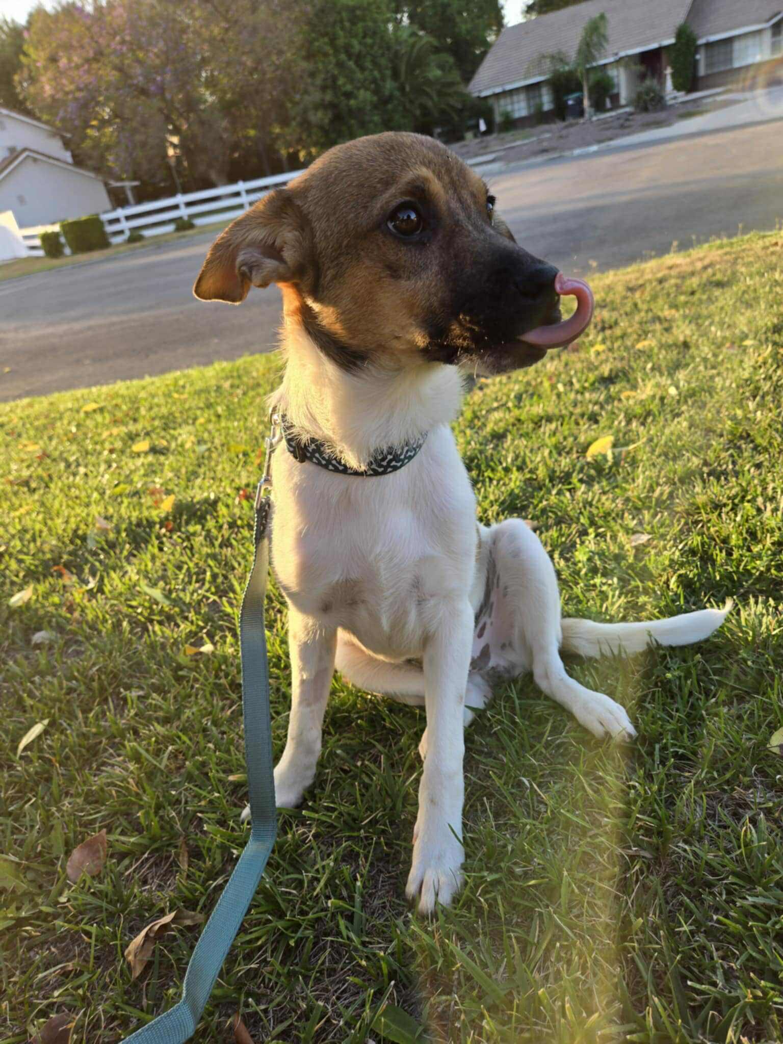 Roscoe photo 6