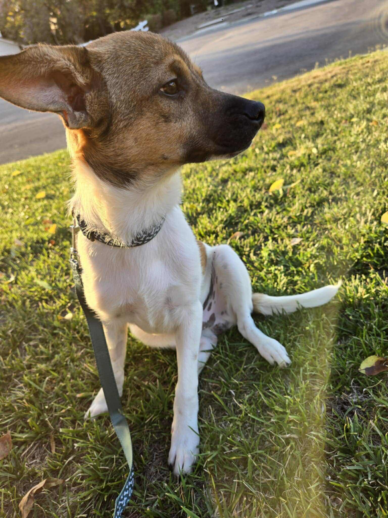 Roscoe photo 2