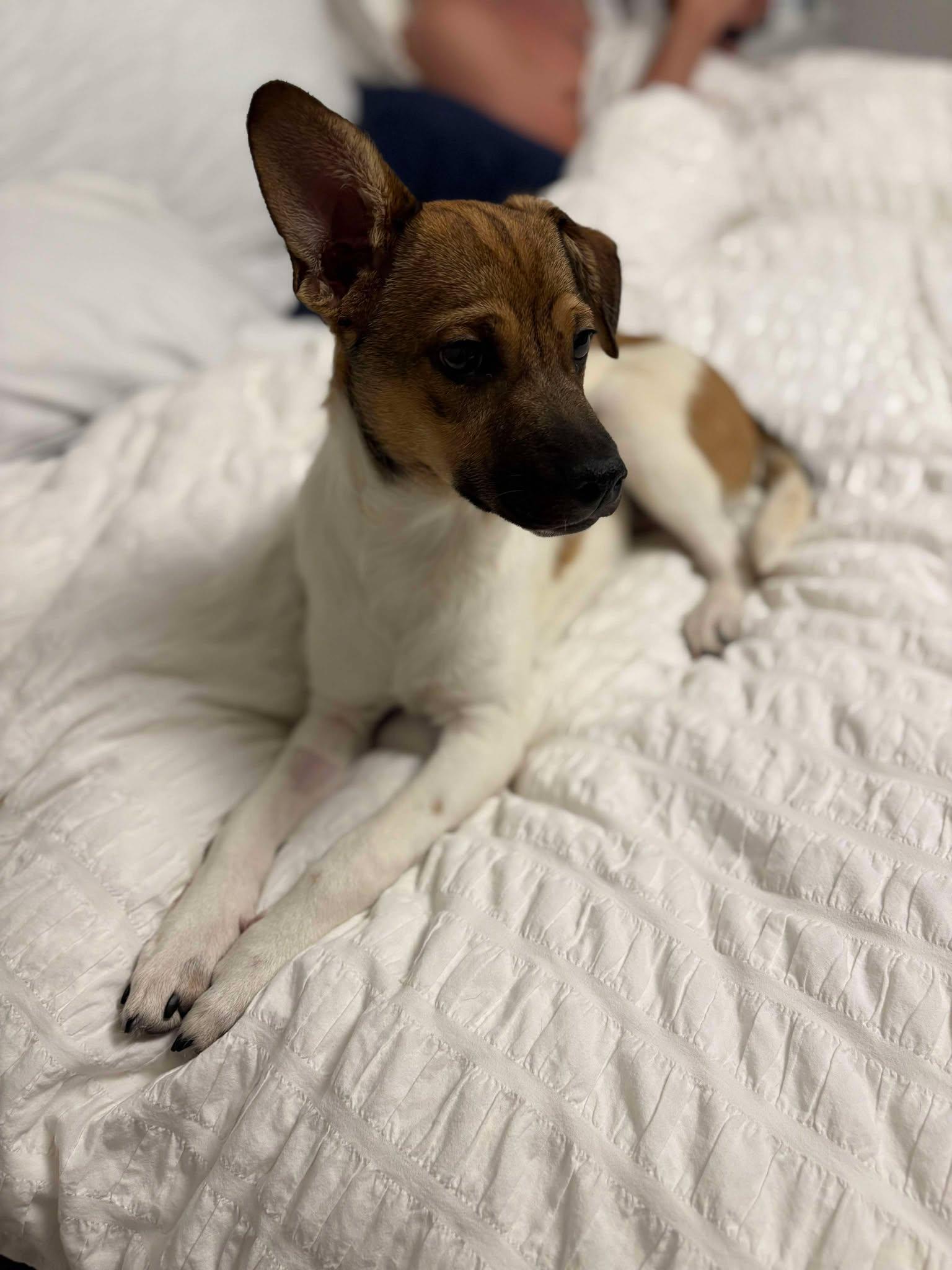 Roscoe photo 4