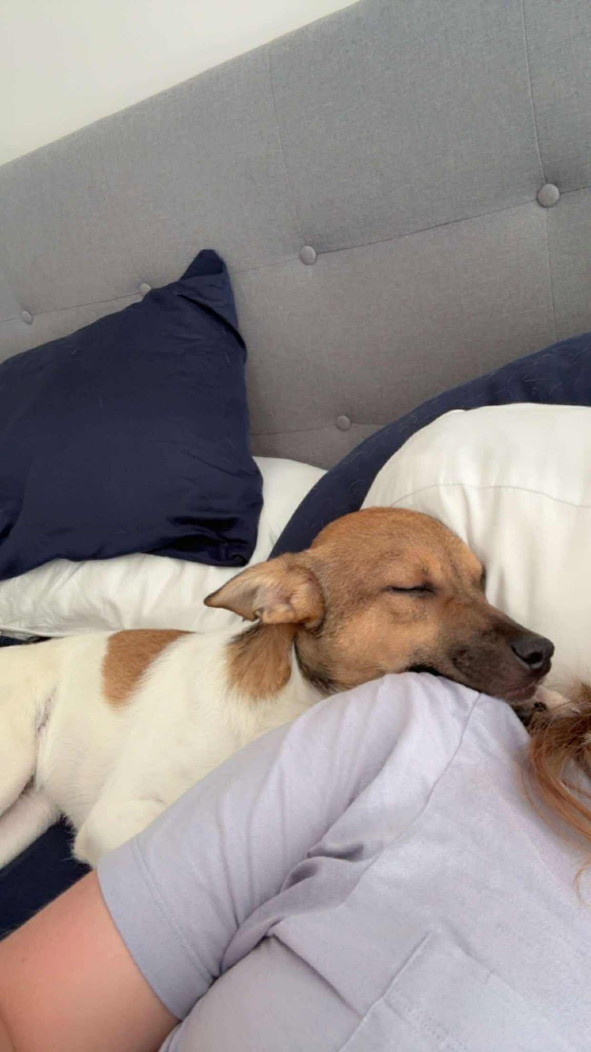 Roscoe photo 1