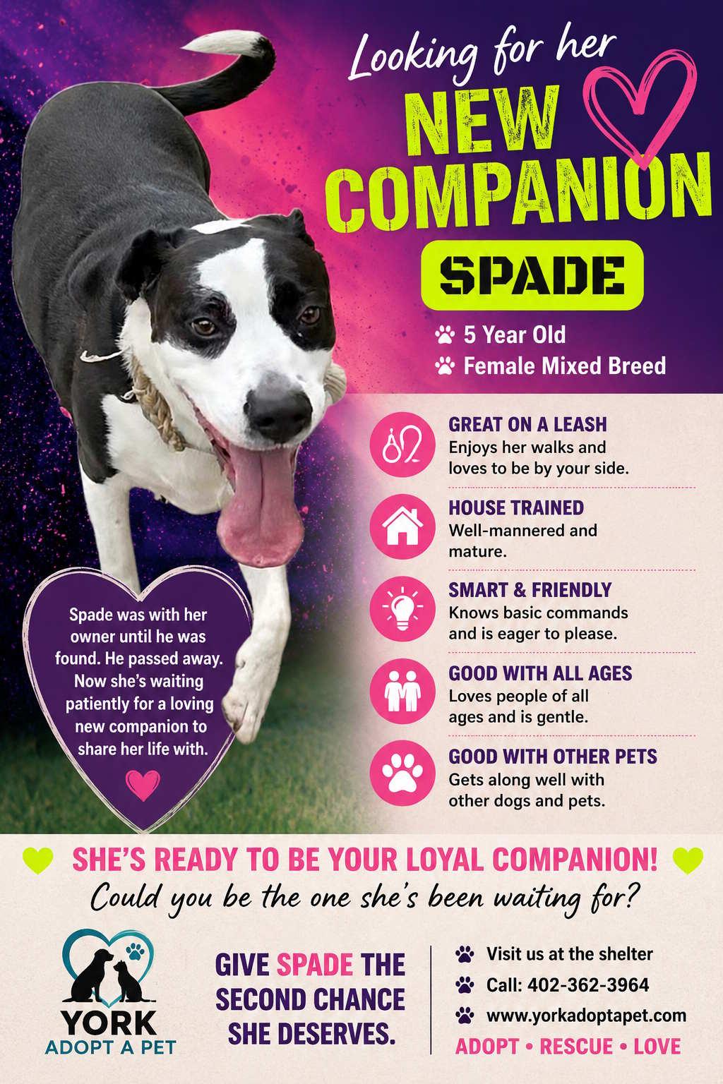 Enlarge Spade, a Adopted Mixed Breed in York, NE image 1/1